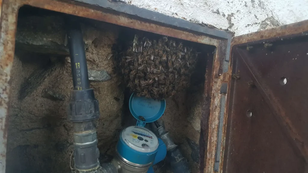 Enjambre en un contador de agua